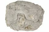 Three Fossil Crinoids (Aorocrinus) - Gilmore City, Iowa #191014-1